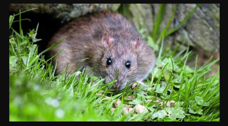 Killing rats could save coral reefs