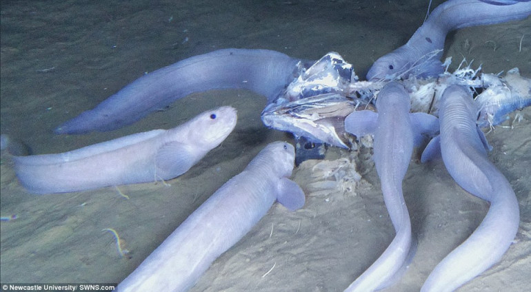 New ghostly sea creatures discovered 21,000 feet beneath the sea in one of the Pacific Ocean's deepest trenches