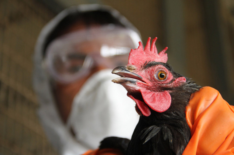 В Китае сообщили о первом случае заражения человека птичьим гриппом H5N6