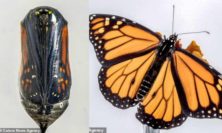 How a monarch butterfly is born: Incredible timelapse footage shows huge orange insect breaking free from its chrysalis