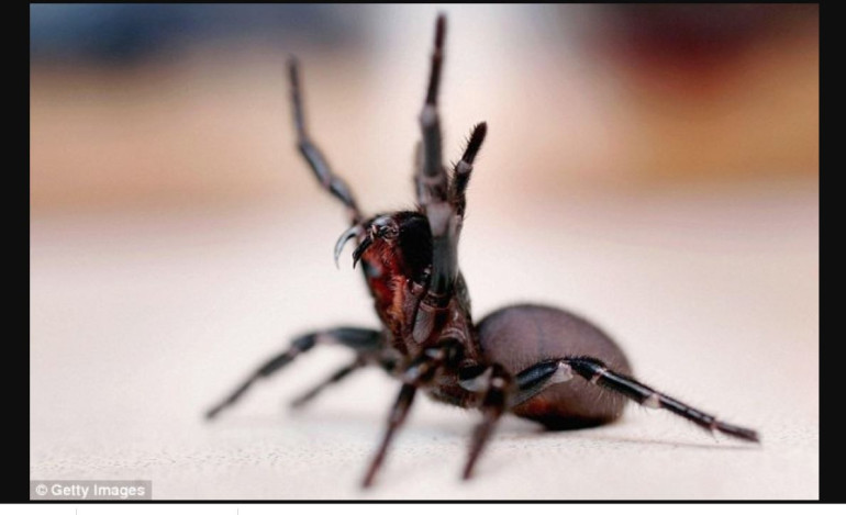 Australian funnel-web spider kills melanoma cells, research reveals
