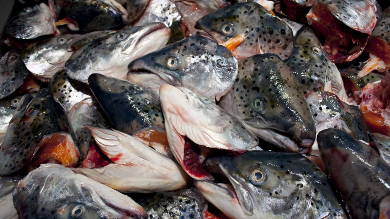 Waste fish to power cruise ships