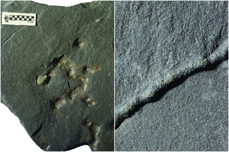 Earth's earliest mobile organisms 'lived 2.1 billion years ago'