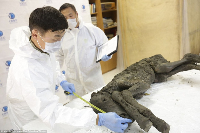 Scientists 'confident' they will be able to clone an extinct horse species from DNA in a 42,000-year-old frozen foal preserved in Siberian permafrost