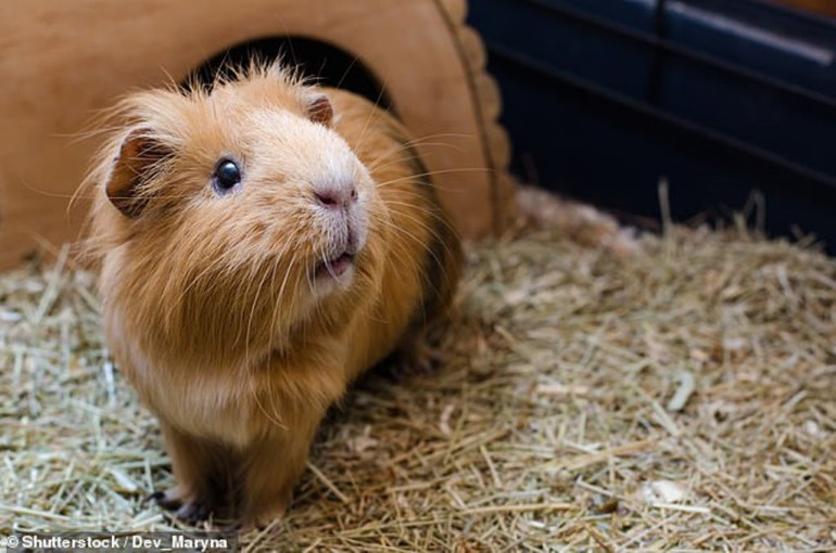 Guinea pigs helps people recover from catastrophic brain injuries