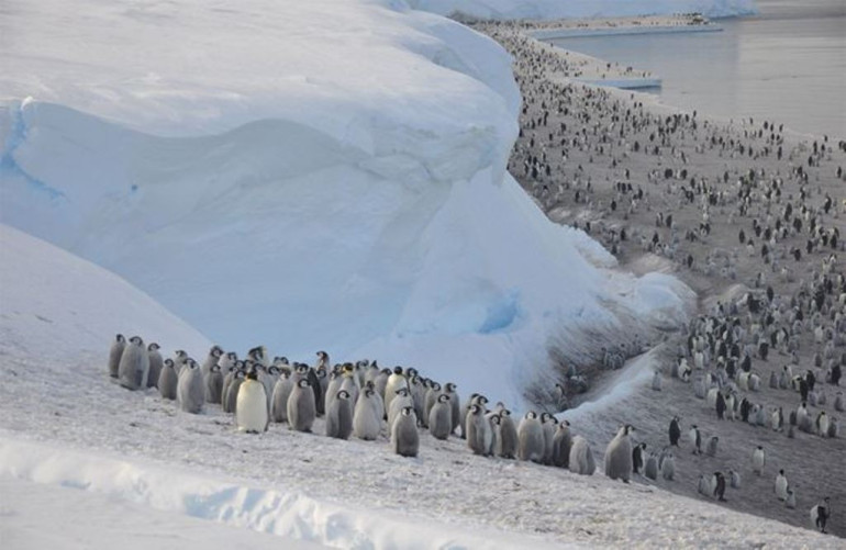 Thousands of penguin chicks wiped out in Antrarctica