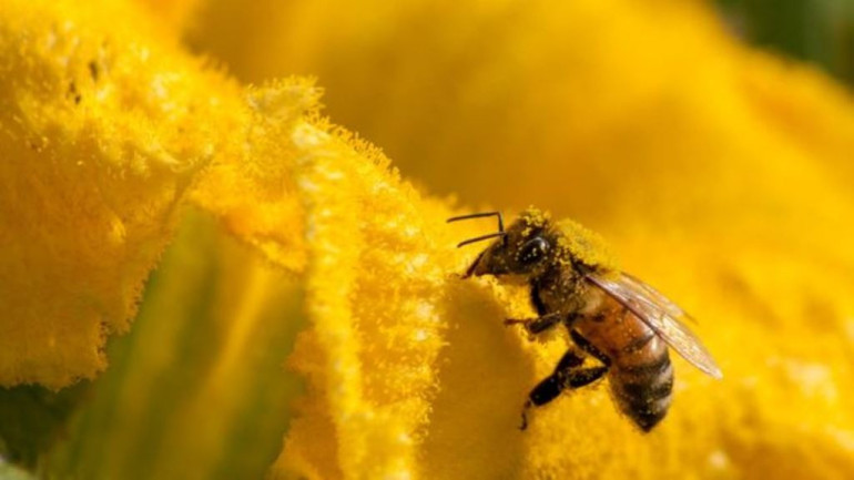 Nature crisis: UN report details threat to species