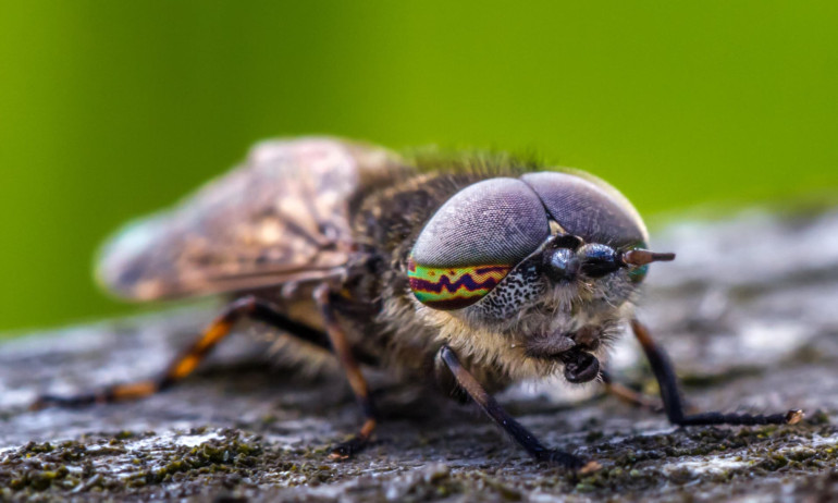 Humanity must save insects 'to save ourselves', leading scientist warns