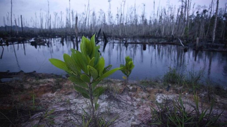 Plant extinction 'bad news for all species'