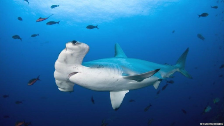 One-woman mission to protect hammerhead shark