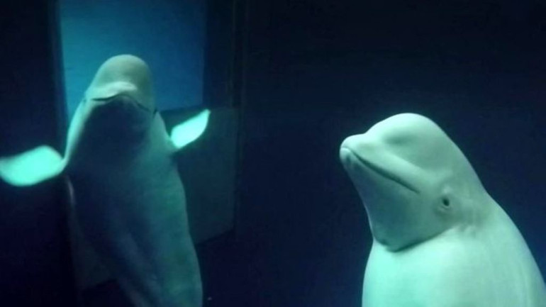 Showbiz whales freed from captivity arrive in Iceland
 