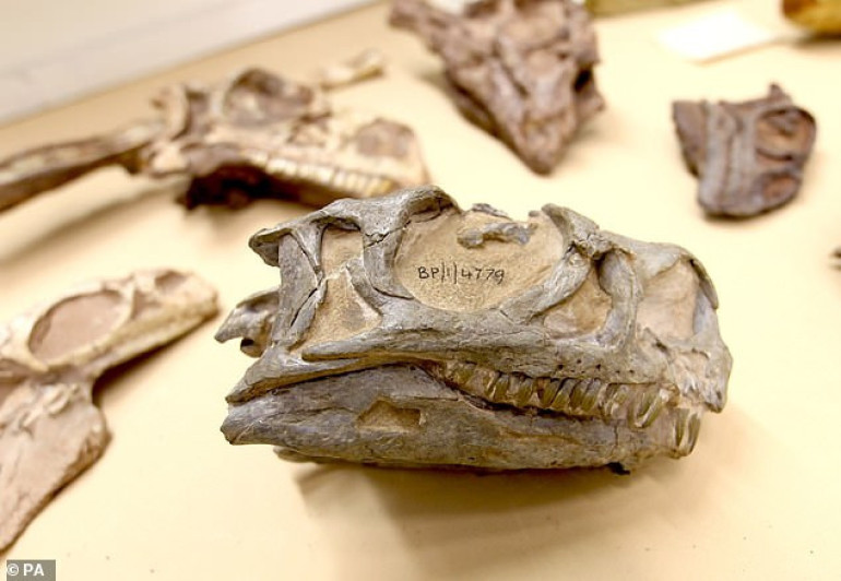 Dinosaur skeleton kept in a South African museum for 30 years is found to be a new species called 'grey skull' which was 10ft long and lived around 200 million years ago