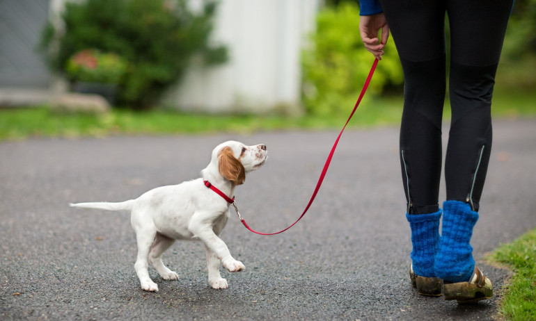 Mystery illness kills dozens of dogs in Norway