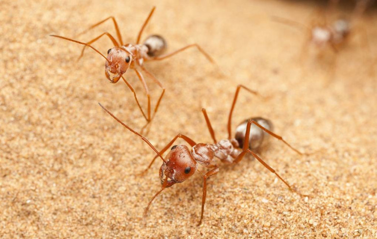 World's fastest ant revealed as Saharan insect more nimble than a Cheetah