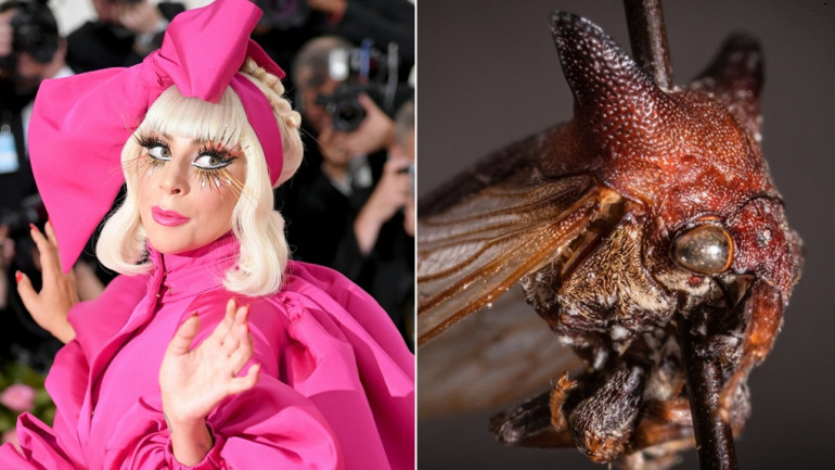 ԱՄՆ-ում նոր հայտնաբերված միջատին անվանակոչել են Լեդի Գագայի պատվին