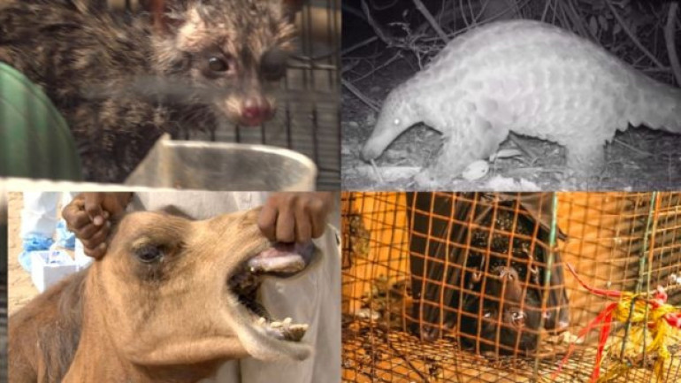 Missing linked species tied to COVID-19 'may never be found'