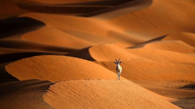 Coronavirus puts spotlight on landmark year for nature