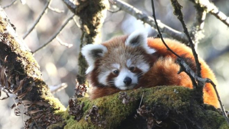 Red pandas tracked by satellite in conservation 'milestone'