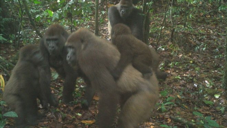 World's rarest great ape pictured with babies in Nigeria
