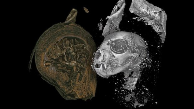 Egyptian mummified animals 'digitally unwrapped' in 3D scans