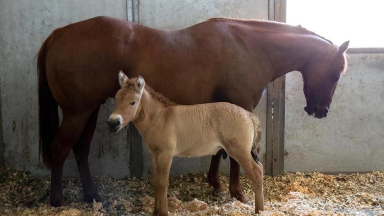First clone of endangered Przewalski’s horse born in conservation effort to save species