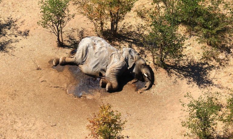 Water toxins 'kill' hundreds of elephants in Bostwana