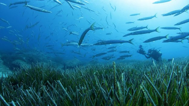 BBC-ն անդրադարձել է Posidonia Oceanica բույսին և դրա ուսումնասիրման ու պահպանման հարցում իսպանացի կենսաբան Մանու Սան Ֆելիքսի իրականացրած աշխատանքներին. (տեսանյութ)