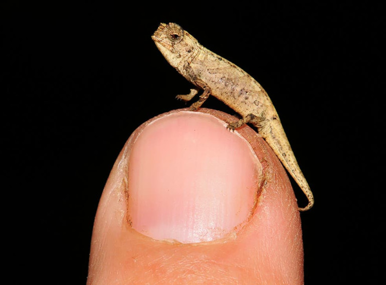 World’s smallest, ‘fingertip-sized’ reptile discovered in Madagascar