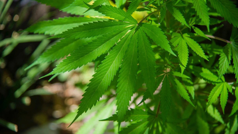 Mexican Congress approves landmark cannabis decriminalization bill Mexican Congress approves landmark cannabis decriminalization bill