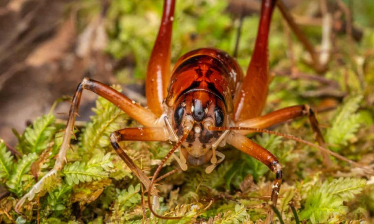 Hemiandrus jacinda. Նոր Զելանդիայում հայտնաբերված ծղրիդի նոր տեսակն անվանել են երկրի վարչապետի պատվին