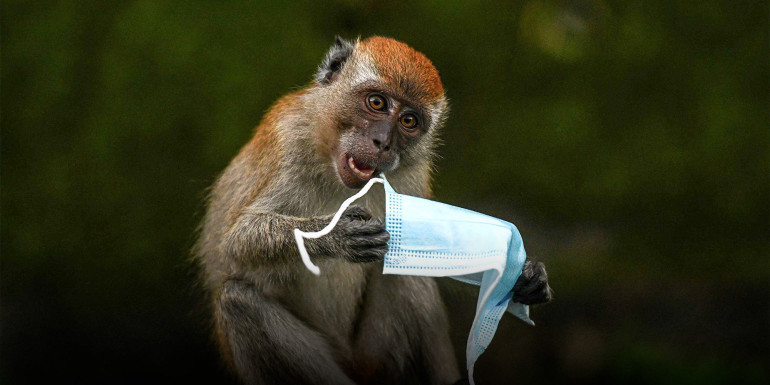 Չինաստանում լաբորատոր հետազոտությունների համար կապիկների պակաս է արձանագրվել. Sixth Tone (լուսանկարներ)