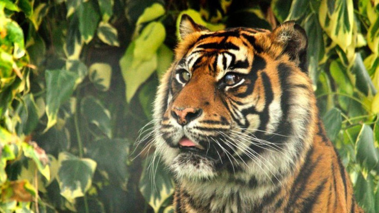 Tiger’s eye saved in world’s first ever operation on big cat