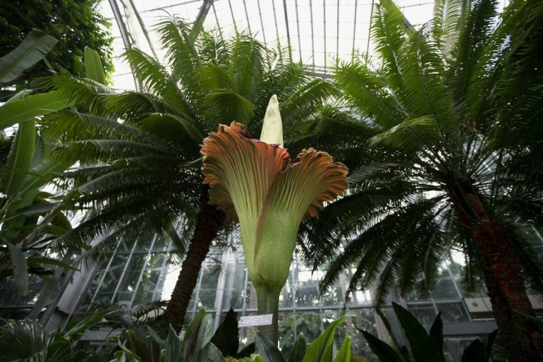 Rare corpse flower draws hundreds of onlookers