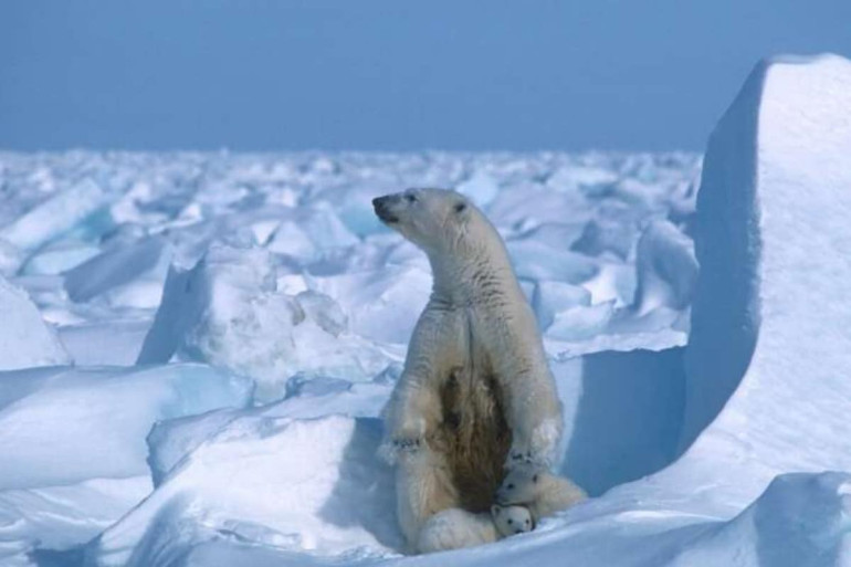 Arctic sea ice 'thinning faster than expected'