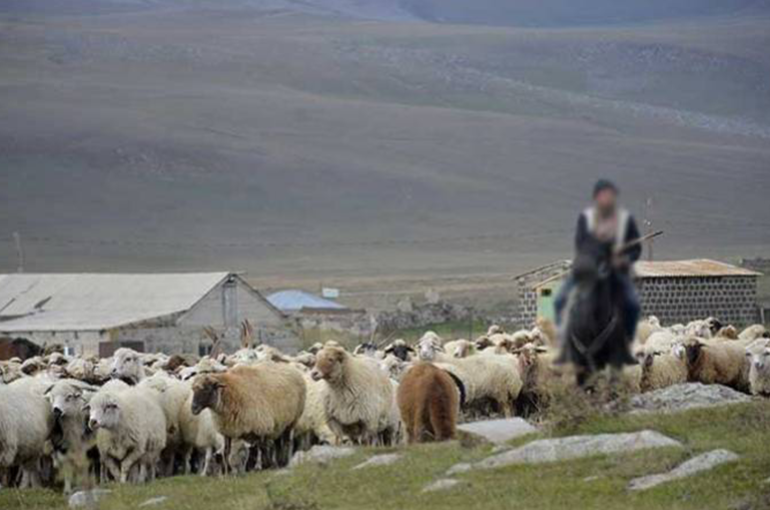 Ադրբեջանցիները կրակել են Կութի հովվի վրա, խլել մեծ թվով անասուններ