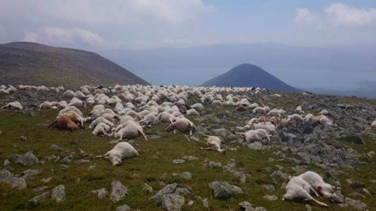 Ջավախքում կայծակի հարվածից 530 ոչխար է սատկել (տեսանյութ)