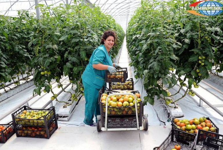 Գյուղատնտեսական համախառն արտադրանքի ծավալը 2021-ին 2020-ի համեմատությամբ աճել է 13 տոկոսով