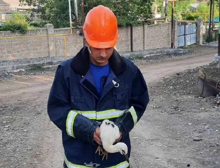 Փրկարարներն արագիլին հանձնել են բնապահպանության և ընդերքի տեսչական մարմնին