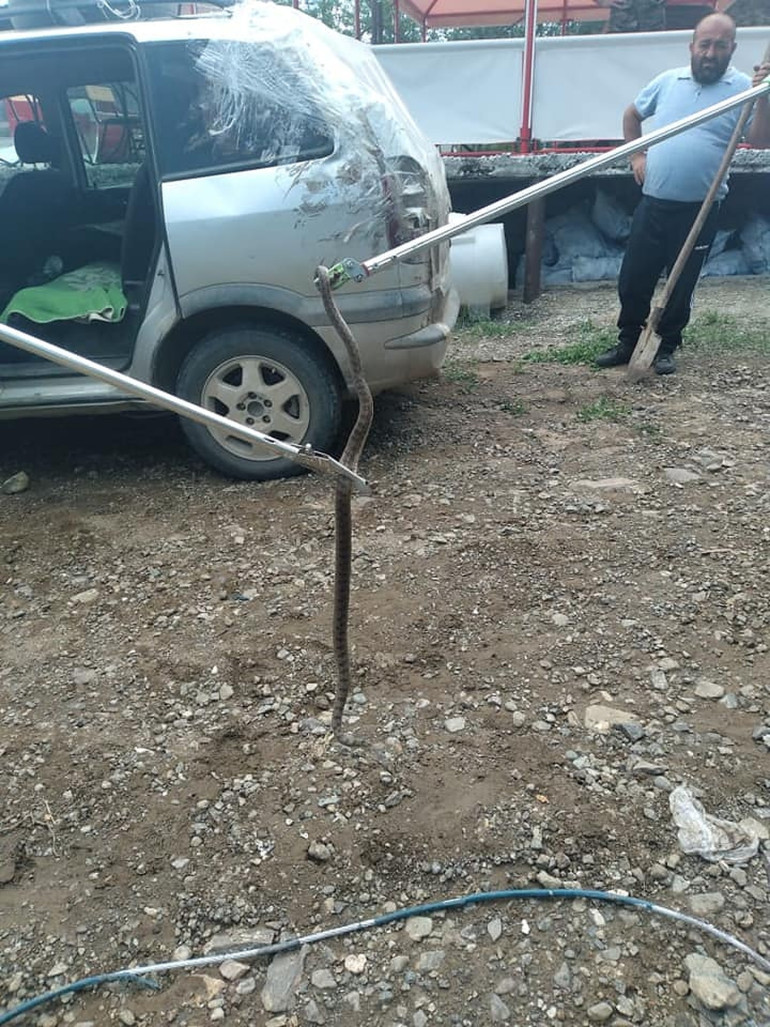 Արցախում ավտոմեքենայի մեջ օձ է հայտնվել