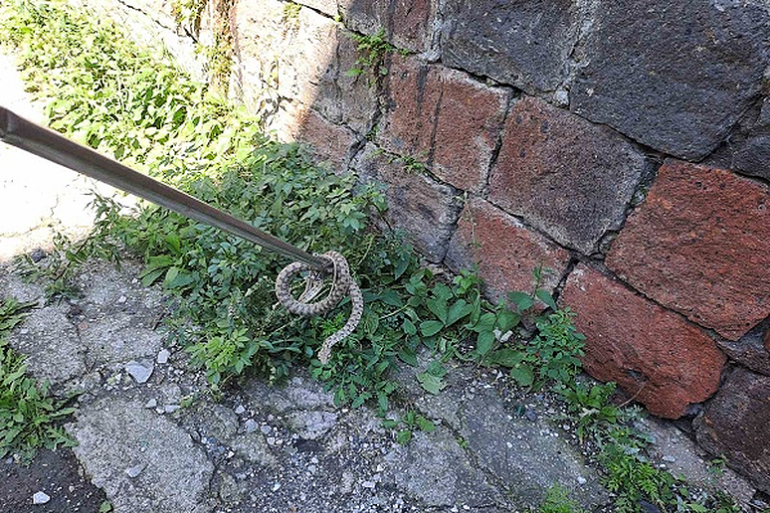 3 գյուրզա, 6 լորտու, 6 սահնօձ, 4 շահմար, 1 իժ․ փրկարարներն անվտանգ տարածք են տեղափոխել օձերին