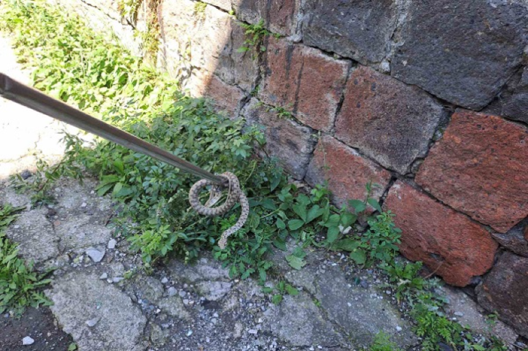 3 լորտու, 2 սահնօձ, 1 շահմար, 1 գյուրզա, 1 անհայտ տեսակի օձ․ փրկարարներն անվտանգ տարածք են տեղափոխել օձերին