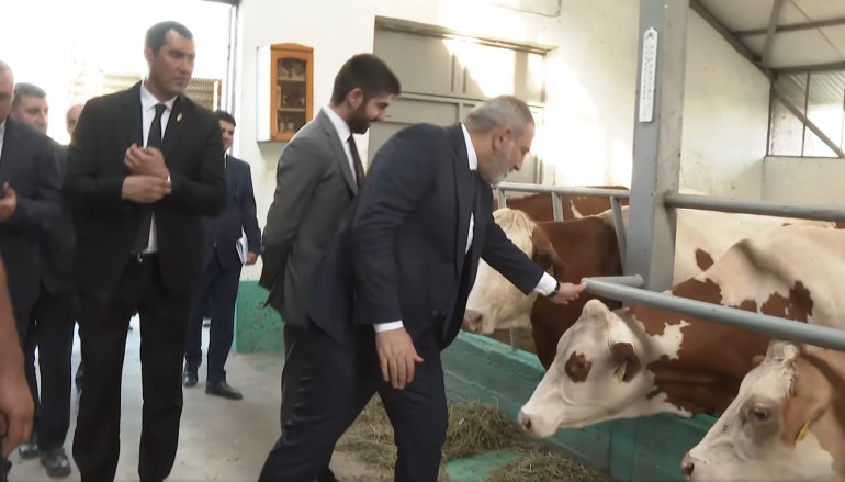 «Ձեռքով կթել չկա չէ՞... էս որձա՞, թե էգ». Փաշինյանը՝ անասնագոմում (տեսանյութ)