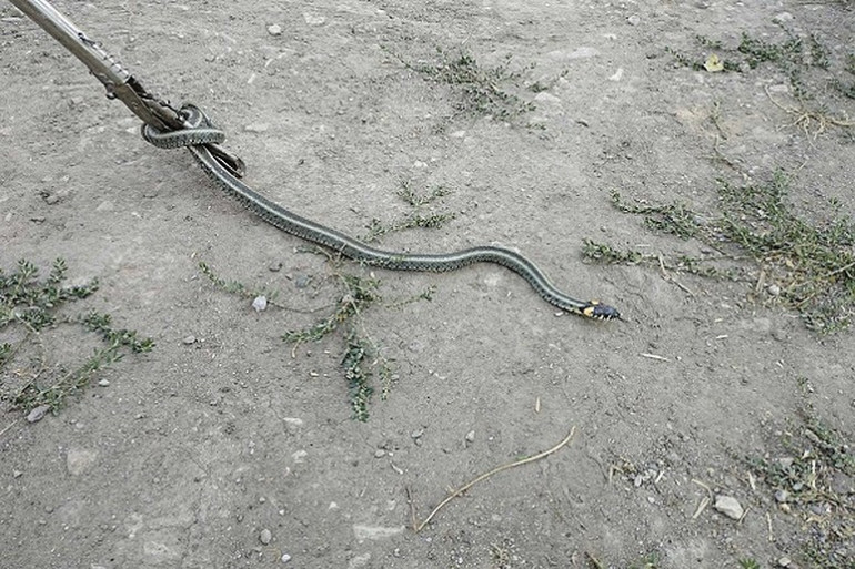 5 լորտու, 1 շահմար, 4 սահնօձ, 2 անհայտ տեսակի օձ. փրկարարներն անվտանգ տարածք են տեղափոխել օձերին