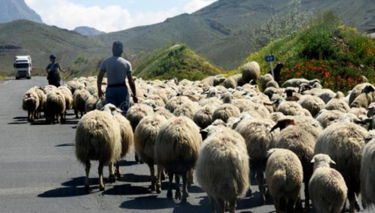 Ադրբեջшնցիներն Արավուսի սահմանից գողացած ոչխարները վերադարձրել են