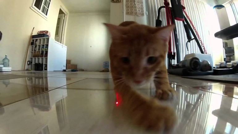 Cats vs. Laser