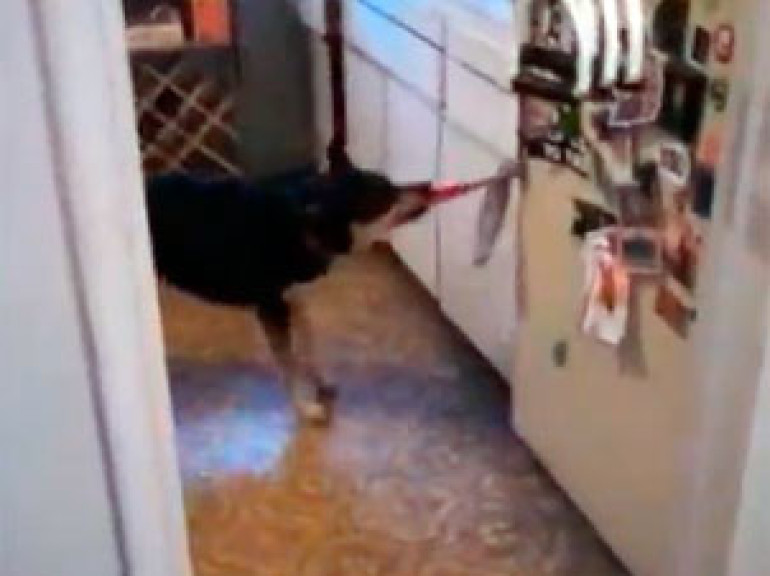Helpful Dog gets ready to play Frisbee by Jackson