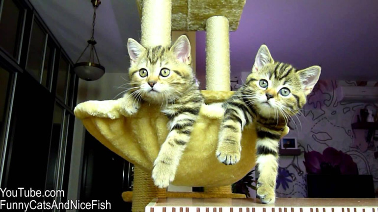 Kittens watching tennis
