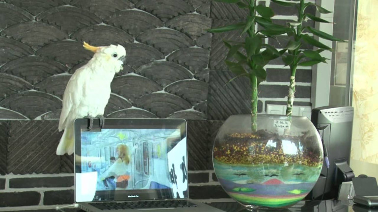 Crazy and Amazing Parrot singing Gangnam style