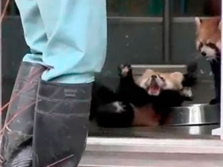 Small Red Panda frightens Japanese Zoo Worker