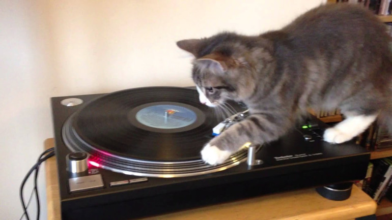 DJ cat video clik becomes a hit in youtube